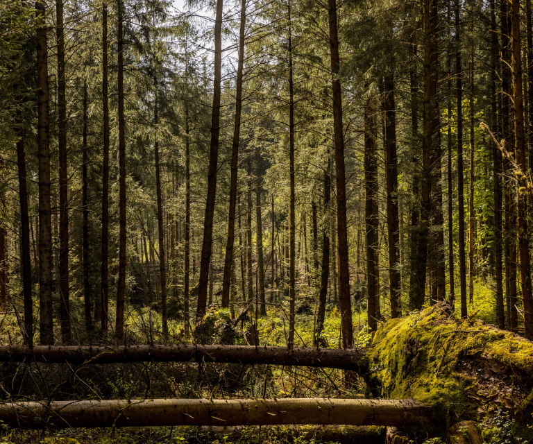 treetops forest2