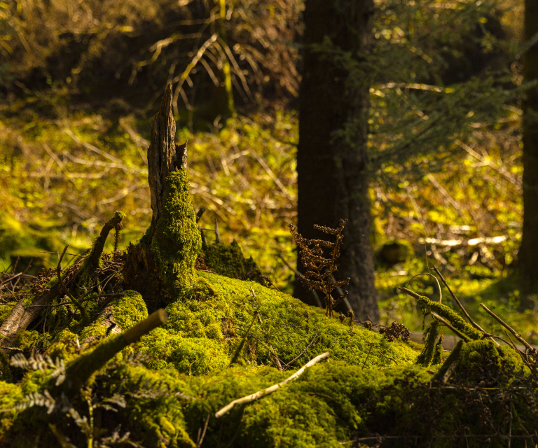 TreeTops